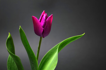 Fototapeta premium Mothers Day flower. Tulip on dark background