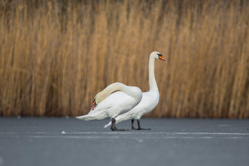 white swan at frozen winter ice lake