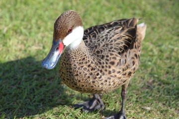 Duck on the green grass