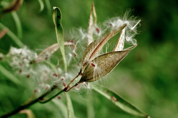 leaf wild