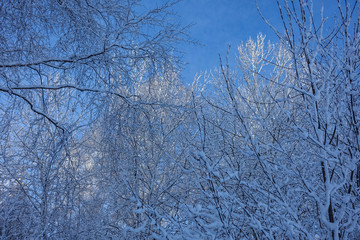 view of the tops of trees in the forest in winter; all the branches are covered with snow, in the background there is blue sky