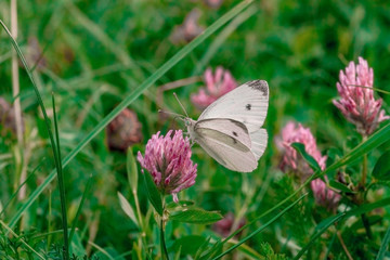 Small white cabbage butterfly on pink clover