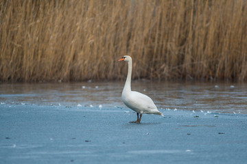 Obraz premium white swan at frozen winter ice lake