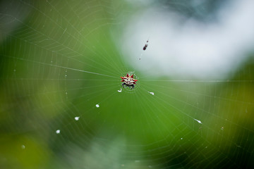 spider on web
