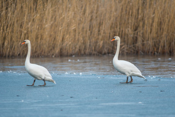 white swan at frozen winter ice lake