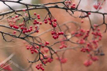 red berries on a bush in autumn