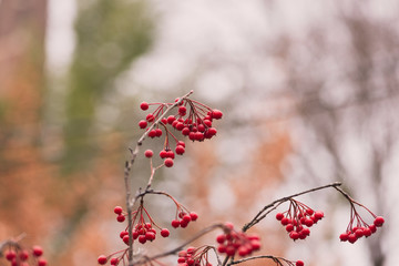 red berries on a bush in autumn