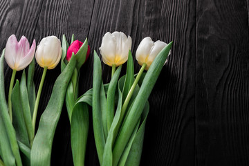 spring tulips on black wood background
