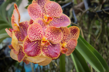 Obraz na płótnie Canvas Beautyful orchid flowers