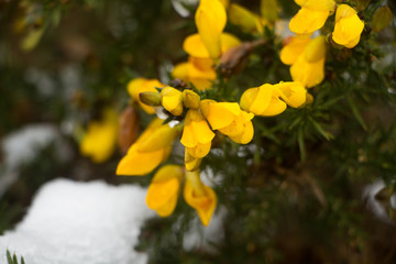 Close up of gorse in full bloom with snow in the background