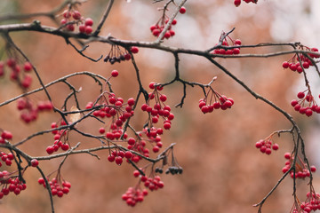 red berries on a bush in autumn