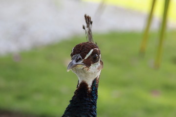 portrait of peacock