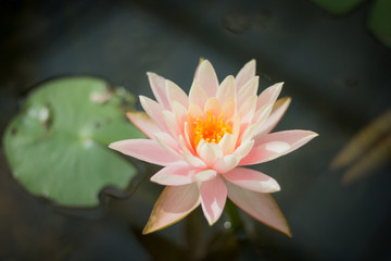 Pink lotus