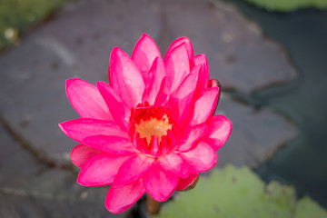 Pink lotus