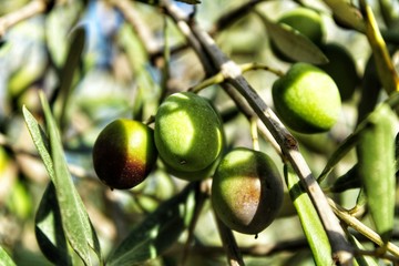 Olives in Alicante plantation