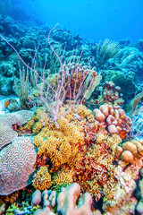Coral reef