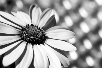 daisies at sunset in black and white - obrazy, fototapety, plakaty