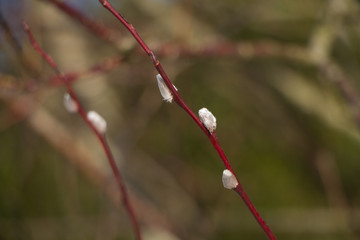 Red bark of willow branches with catkins visible selective focus