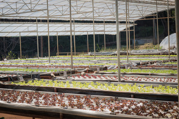 Vegetable garden, grown in the nursery