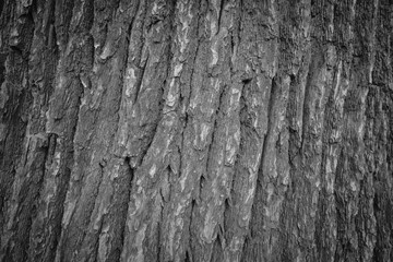 Black and White Bark - Tree