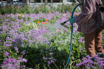 Workers watering flowers