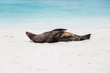 Obraz premium Sea lions on white sandy beach of Espanola island in the Galapagos
