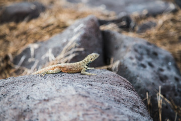 Lava lizard resting on grey rock in Galapagos islands