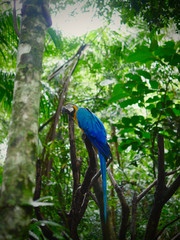Macaw Parrot Brazil