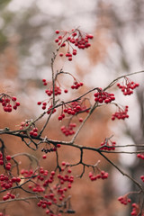 red berries on a bush in autumn