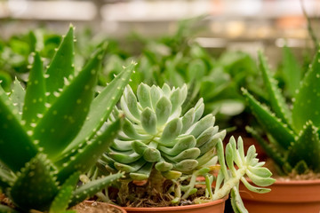 Various succulents plants at flower market on the street.Colorful miniature desert succulent plants are on sale at a shop on a plant and gardening festival. Selective focus. flower shop. Vintage home