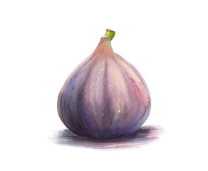 Fig. Figure of fresh figs isolated on white background