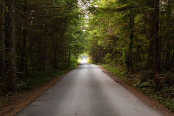 Fototapeta premium Scenic forest road during a vibrant summer day. Taken in Florencia Bay, near Ucluelet and Tofino, Vancouver Island, BC, Canada.