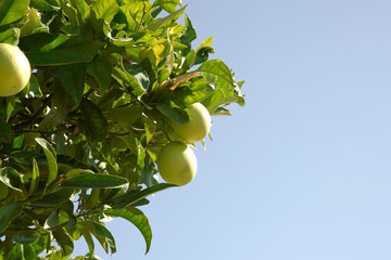oranges growing on lemon tree