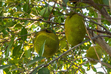 Durians grow on a tree