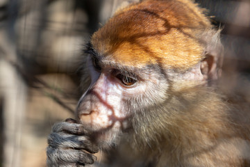 Monkey in a cage