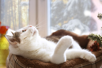 young caucasian business woman executive posing in military style trench coat