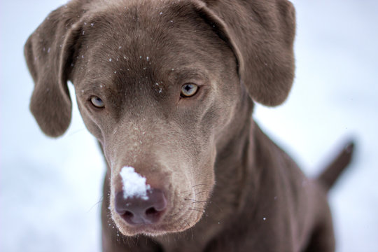 Hund im Schnee