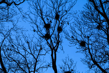 A picture from the city park when the darkness comes. The silhouettes of the trees are only visible with the nests of the crows on them. 