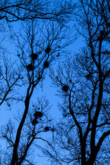 A picture from the city park when the darkness comes. The silhouettes of the trees are only visible with the nests of the crows on them. 