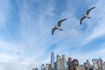 Möwen über Manhattan