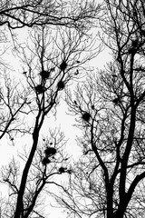A black and white picture from the city park when the darkness comes. The silhouettes of the trees are only visible with the nests of the crows on them. 