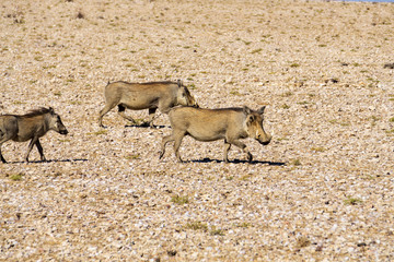 Three warthogs searching for food in Etosha national park in Namibia Africa
