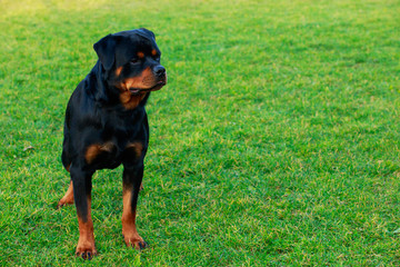 Dog breed Rottweiler