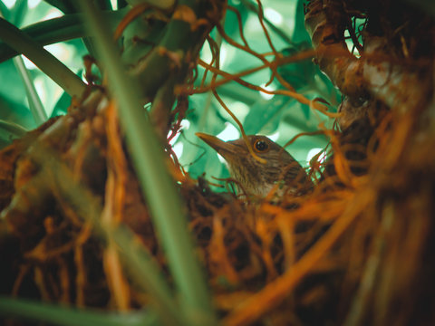 M&atilde;e natureza