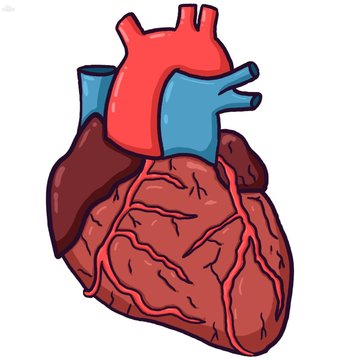 Heart organ illustration, isolated on white background.