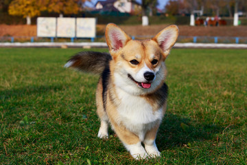 Dog breed Welsh Corgi Pembroke