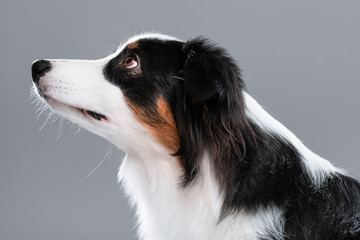 Close up portrait of cute young Australian Shepherd dog on gray background. Beautiful adult Aussie, looking away.
