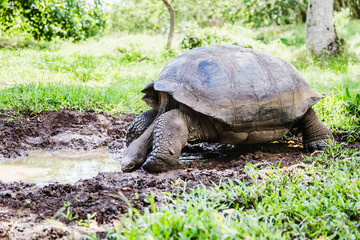 Tortoise of the Galapagos Islands