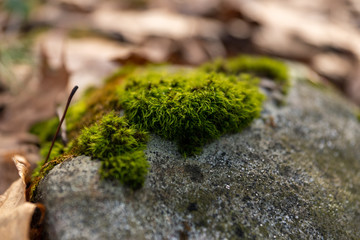 mossy rock