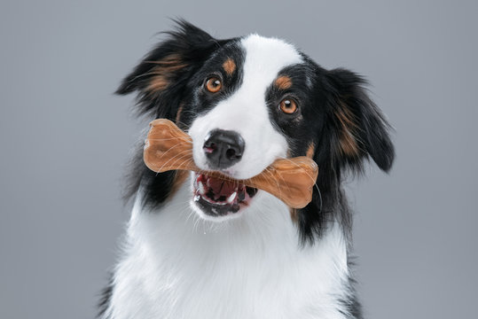 Close Up Portrait Of Cute Young Australian Shepherd Dog With Chew Bone On Gray Background. Beautiful Adult Aussie With Pet Accessories For Eat.